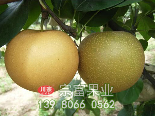 丰水梨苗