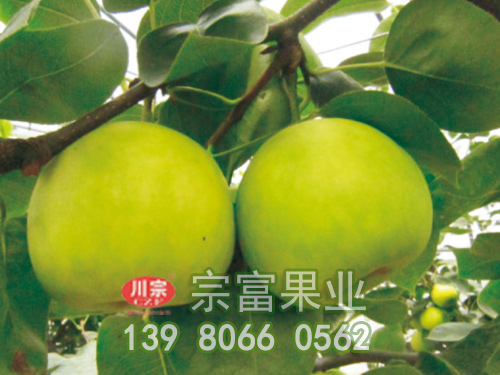 翠玉梨苗