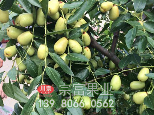 贵妃枣