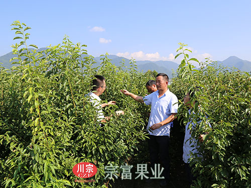 李子苗