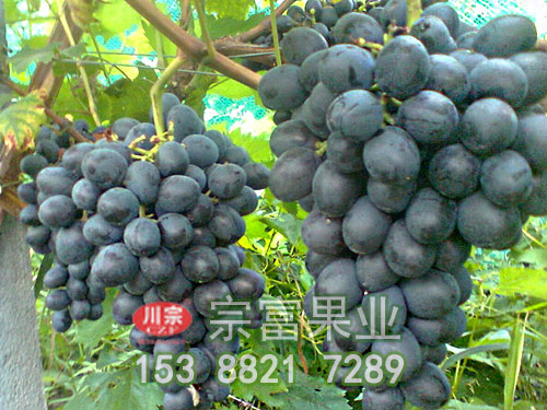 黑美丽葡萄