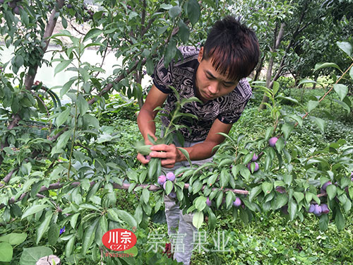 图为：村民忙着采收自家果园脆红李