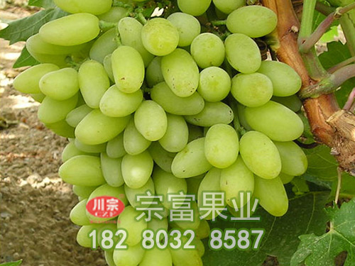 无核白葡萄