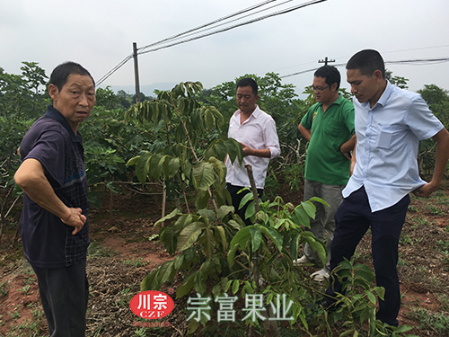 图为：“宗富果业”裴忠富和李斌为种植户讲解管理技巧