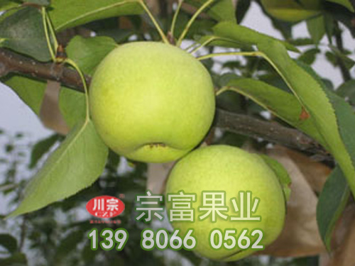 梨子