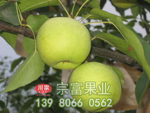 梨树苗新品种各个生长期内营养要素的吸收量不同