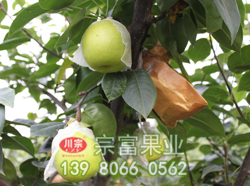 梨树苗基地教你如何辨别雄梨母梨