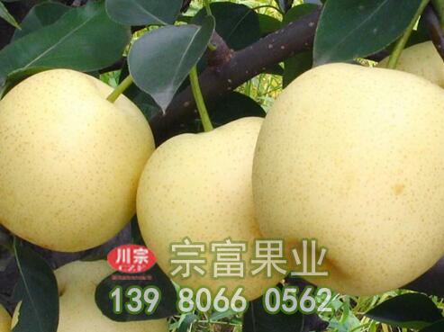 梨树苗梨果花斑病的防治方法有哪些