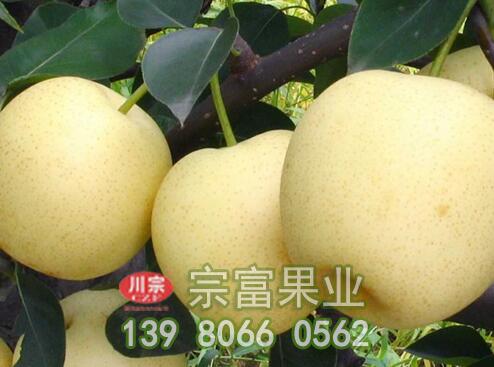 晚秋黄梨树苗的生长结果习性