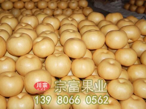 寒冷冬季，梨树苗是怎样防霜冻的