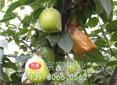 有关梨树苗的拉枝促果及吊枝防裂技术