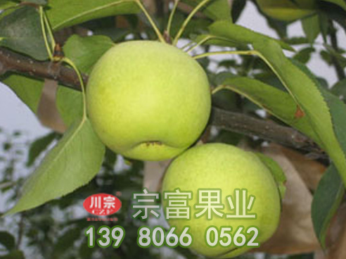 晚秋黄梨树苗栽培技术